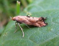 Attēlu rezultāti vaicājumam “Epermenia falciformis”