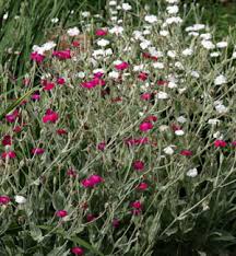 Image result for Lychnis coronaria
