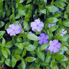 Attēlu rezultāti vaicājumam “Vinca minor leaf”