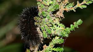 Attēlu rezultāti vaicājumam “Phragmatobia fuliginosa imago”