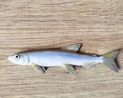 Image result for Osmerus mordax