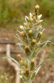 Attēlu rezultāti vaicājumam “Gnaphalium sylvaticum flower”