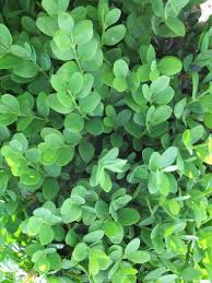 Attēlu rezultāti vaicājumam “Buxus sempervirens”