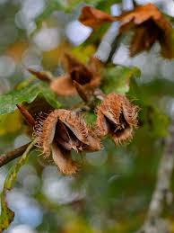 Attēlu rezultāti vaicājumam “Fagus sylvatica fruit”