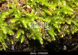 Attēlu rezultāti vaicājumam “Eurhynchium striatum”