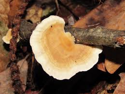 Attēlu rezultāti vaicājumam “Trametes ochracea”