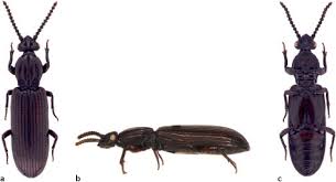 Attēlu rezultāti vaicājumam “Ceruchus chrysomelinus imago”