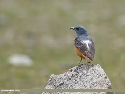 Image result for Monticola saxatilis