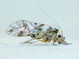 Attēlu rezultāti vaicājumam “Licea chelonoides sessile”