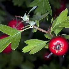Attēlu rezultāti vaicājumam “Crataegus macracantha fruit”
