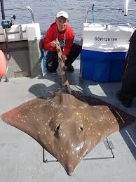 Image result for Dipturus intermedius