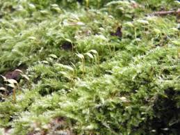 Attēlu rezultāti vaicājumam “Brachythecium rutabulum sporophyte”