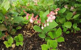 Attēlu rezultāti vaicājumam “Gaultheria cuneata”