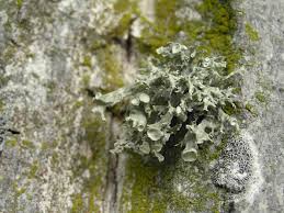 Attēlu rezultāti vaicājumam “Ramalina calicaris”