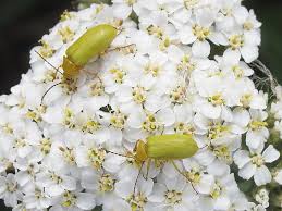 Attēlu rezultāti vaicājumam “Hydrelia sylvata”