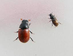 Attēlu rezultāti vaicājumam “Aphodius sp.”