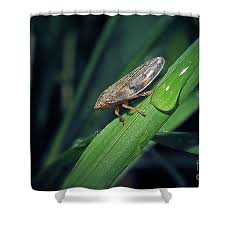 Attēlu rezultāti vaicājumam “Aphrophora alni”