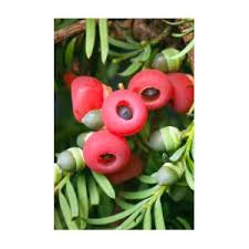 Attēlu rezultāti vaicājumam “Taxus baccata fruit”