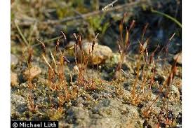 Attēlu rezultāti vaicājumam “Aloina rigida”