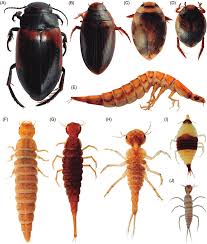 Attēlu rezultāti vaicājumam “Dytiscidae”