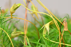 Attēlu rezultāti vaicājumam “Polytrichastrum pallidisetum cells”