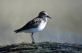 Image result for Calidris pusilla