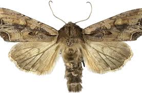 Attēlu rezultāti vaicājumam “Lacanobia suasa”