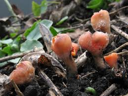 Attēlu rezultāti vaicājumam “Microstoma protracta”