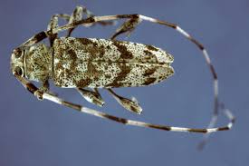 Attēlu rezultāti vaicājumam “Acanthocinus aedilis”