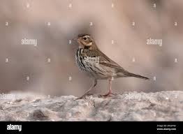 Image result for Anthus hodgsoni