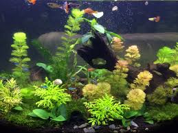 「扭蘭」的圖片搜尋結果