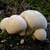 Attēlu rezultāti vaicājumam “Leptobryum pyriforme sporophyte”