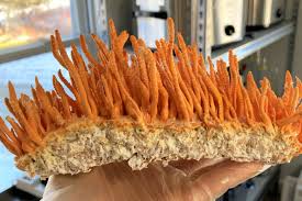 Attēlu rezultāti vaicājumam “Cordyceps militaris”