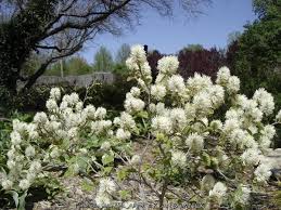 Attēlu rezultāti vaicājumam “Fothergilla major”