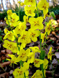Attēlu rezultāti vaicājumam “Epimedium alpinum  flower”