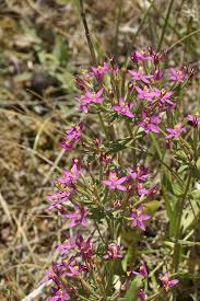 Image result for Centaurium erythraea