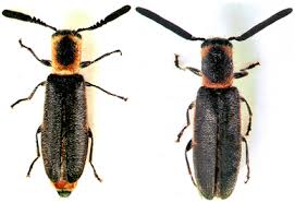 Attēlu rezultāti vaicājumam “Cleridae”