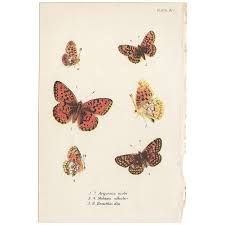 Attēlu rezultāti vaicājumam “Argynnis niobe”