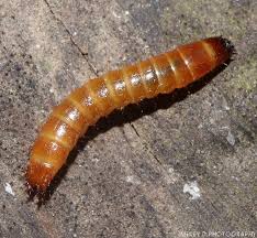 Attēlu rezultāti vaicājumam “Elateridae larva”