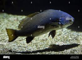 Image result for Argyrosomus regius