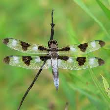 Attēlu rezultāti vaicājumam “Comatricha pulchella stalked”