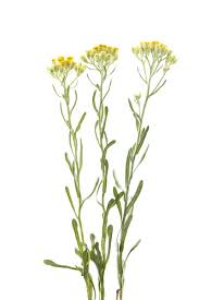 Attēlu rezultāti vaicājumam “Helichrysum arenarium”