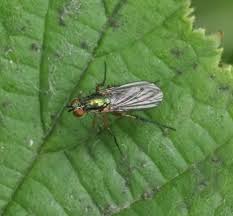 Attēlu rezultāti vaicājumam “Dolichopodidae”