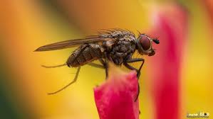 Attēlu rezultāti vaicājumam “Diderma radiatum macro”