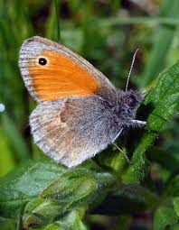 Attēlu rezultāti vaicājumam “Coenonympha pamphilus”