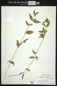 Attēlu rezultāti vaicājumam “Silene baccifera”