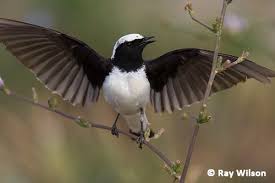 Image result for Oenanthe pleschanka