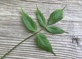 Attēlu rezultāti vaicājumam “Acer negundo bud”