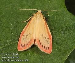 Attēlu rezultāti vaicājumam “Miltochrista miniata”