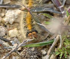 Attēlu rezultāti vaicājumam “Lasiocampa trifolii”